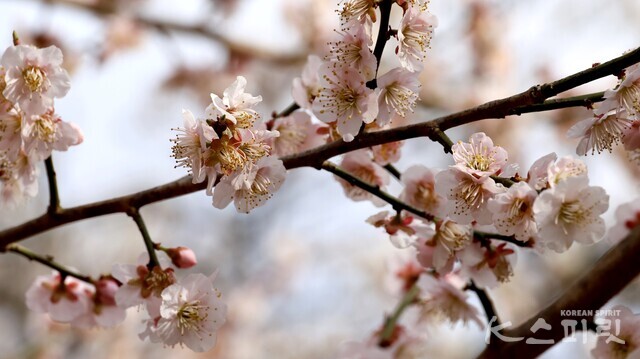 각황전 담장길 홍매화. 사진 강나리 기자.