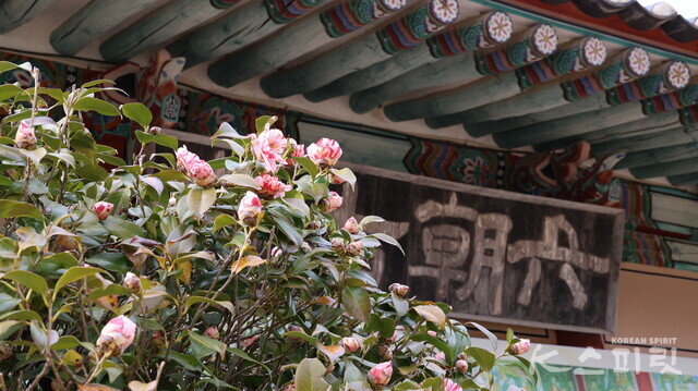 천년고찰 선암사 경내 육조대전 앞 동백나무. 붉은 빛 동백꽃과 붉고 흰 줄무늬 동백꽃이 한 나무에서 피어났다. 사진 강나리 기자.