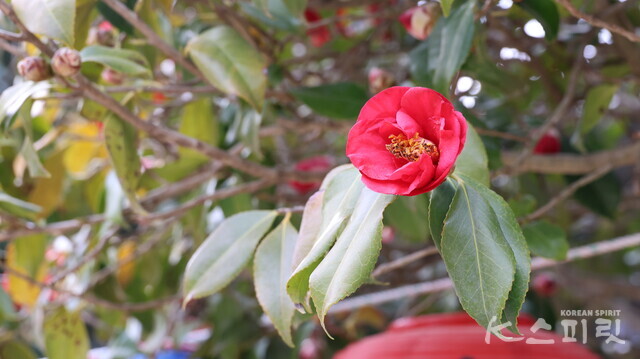 경내 곳곳에 온통 붉은꽃을 피운 동백나무가 서 있다. 사진 강나리 기자.