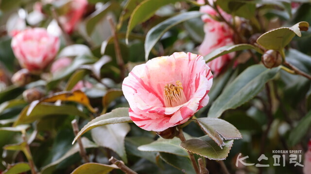 육조대전 앞 동백꽃 근접사진. 사진 강나리 기자.