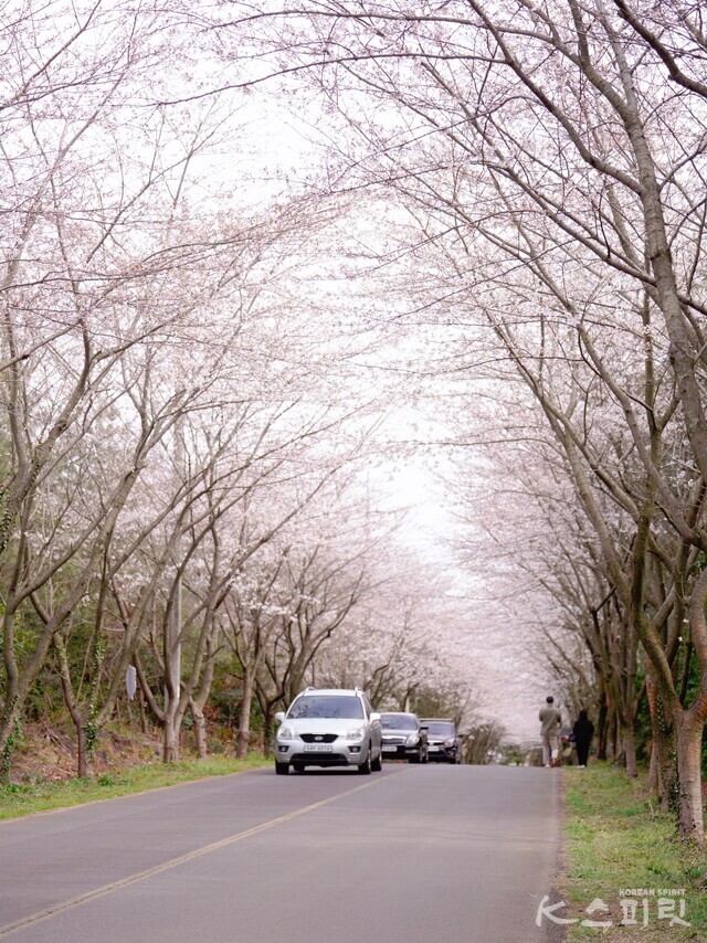 제주도 동쪽 신풍 벚꽃터널. 촬영 3월 30일 오후 2시. 사진 하미진 기자.