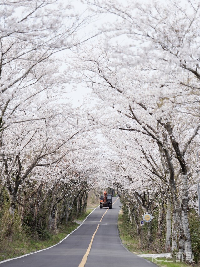 제주시 구좌읍 벚꽃길. 사진 하미진 기자.