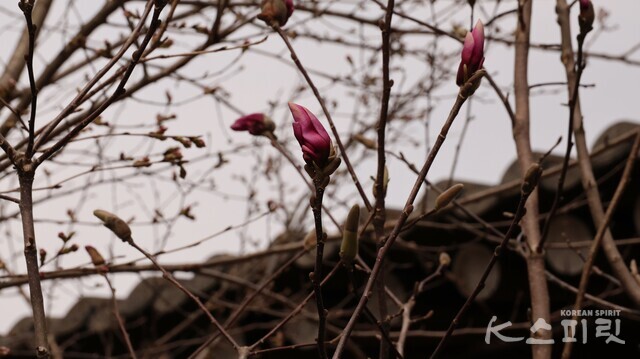 늦게 봉우리를 피운 자목련. 전북 완주군 구이면 안덕민속마을(4월 2일 오후 3시경 촬영). 사진 강나리 기자.