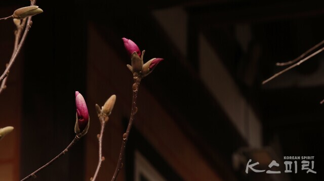 산자락 안쪽 볕이 짧은 곳은 봄도 늦다. 사진 강나리 기자.