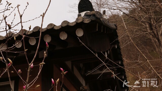 자목련이 아름답게 피어날 순간이 기대된다. 사진 강나리 기자.