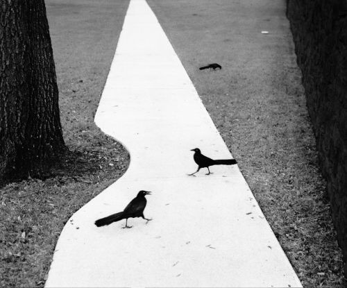 펜티 사말라티, two birds, 1998, Houston, Texas. © Pentti Sammallahti, 사진 제공 공근혜갤러리
