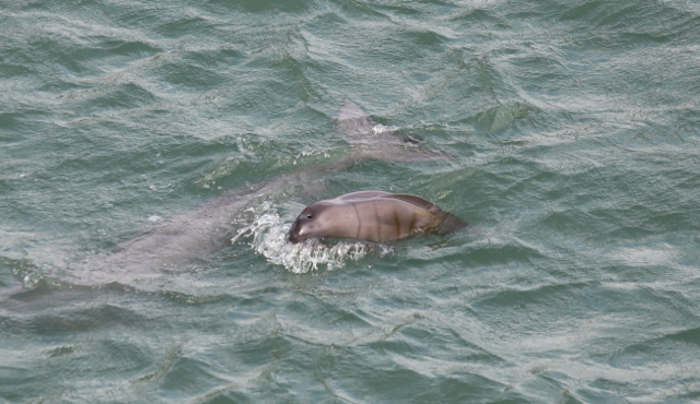 태어난 지 1~2주 정도 배냇주름이 선명한 아기 상괭이와 어미 상괭이가 노니는 모습. 사진 국립공원공단.