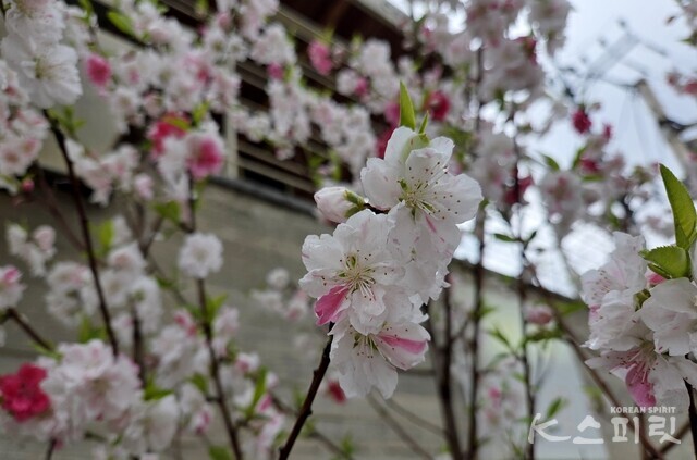 붉은 색, 분홍색, 맑은 순백색 꽃이 한 나무에서 피어나는 삼색홍도화. 하얀 꽃에 선명한 분홍빛이 줄무늬처럼 나타난다. 사진 강나리 기자.