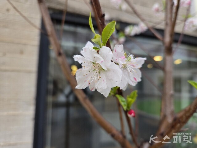 삼색홍도화는 겹꽃으로 화사하기 그지없다. 사진 강나리 기자.