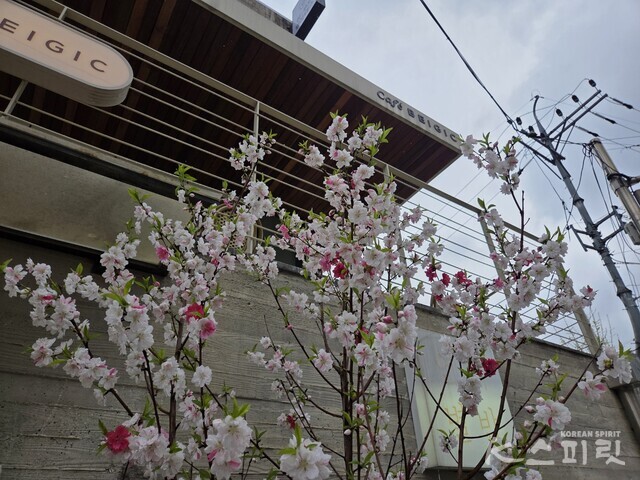 하늘로 뻗어 오른 삼색홍도화 가지. 사진 강나리 기자.