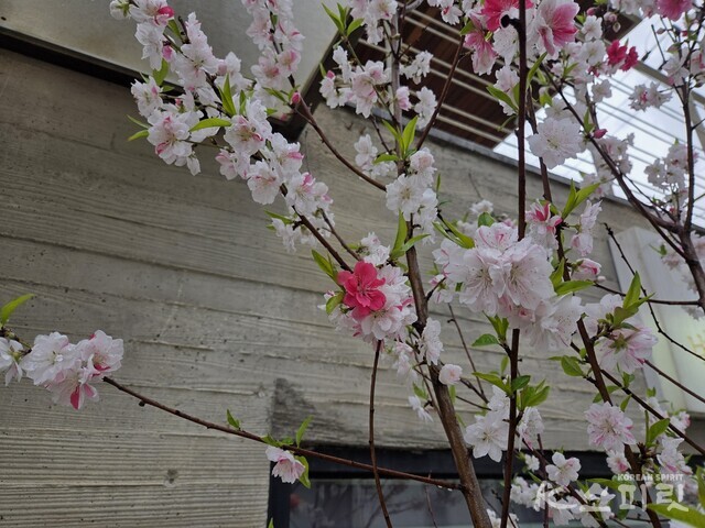 삼색의 꽃이 어우러진 삼색홍도화. 사진 강나리 기자.