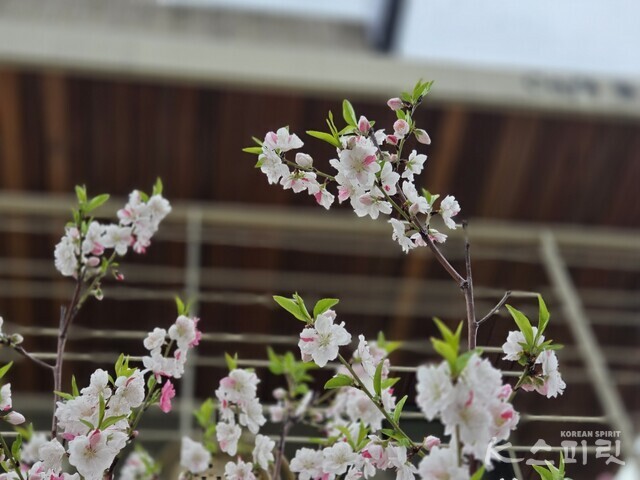 삼색홍도화로 인해 짧은 봄이 되돌아온 듯 하다. 사진 강나리 기자.