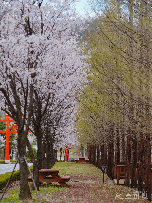한민족역사문화공원 산책로는 벚꽃과 연두빛 생명력 넘치는 나뭇가지로 길을 내었다. 사진 하미진 기자.