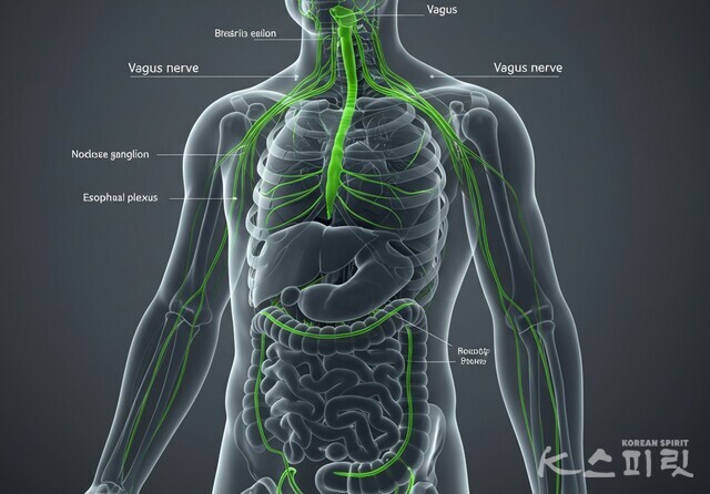 장과 뇌를 잇는 미주신경을 자극하는 '장운동'. 사진 AI 이미지 생성.