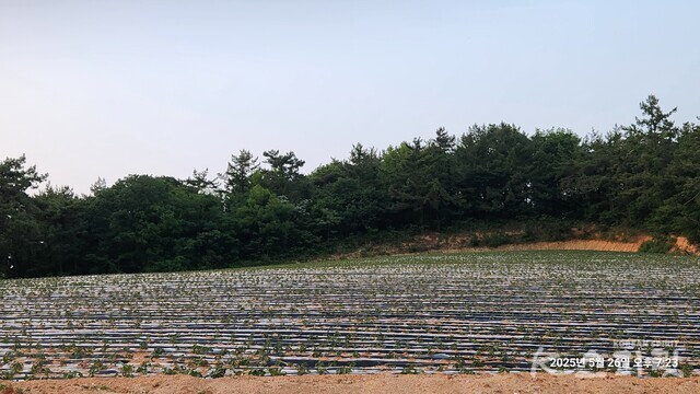 윤수자 작가의 디카시 '쇠뜨기 풀'. 사진 윤수자 작가