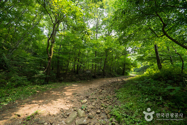 푸른 숲이 자연 '에어컨'이 되어 주고 힘찬 생명력을 체험할 수 있는 전남 장성 편백숲. 사진 국립장성숲체원.