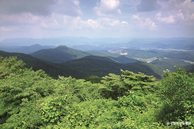푸른 숲이 자연 '에어컨'이 되어 주고 힘찬 생명력을 체험할 수 있는 전남 장성 편백숲. 사진 국립장성숲체원.