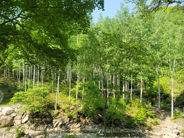 동화 속으로 걸어 들어가는 길, 영양 죽파리 자작나무 숲. 사진 산림청 영덕국유림관리소