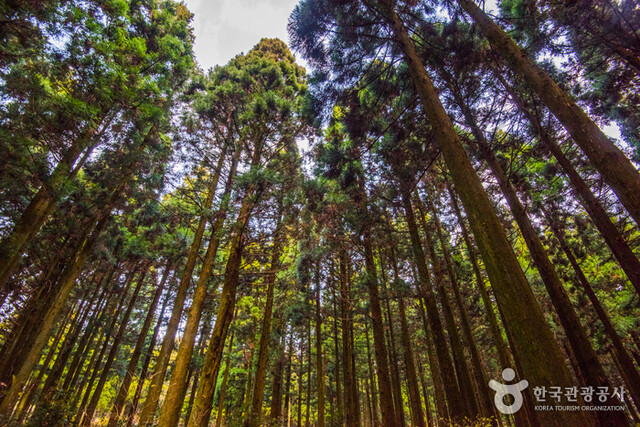 화산섬의 원시적 생명력, 사려니숲길. 사진 한국관광공사