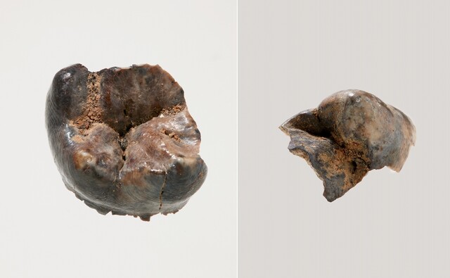 공주 왕릉원 2호분에서 발굴된 어금니 2점. 법의학 분석결과 10대 중후반으로 유일한 소년왕 삼근왕의 것으로 추정했다. 사진 국가유산청