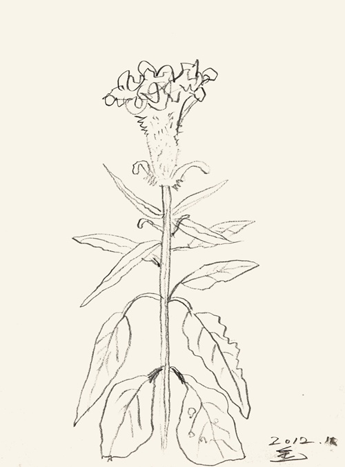 Untitled, 2012, Pencil on paper, 42 x 29.7 cm. 이미지 조현갤러리