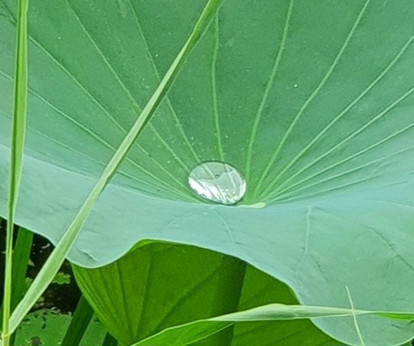 권준영 작가의 디카시 '너와 나'. 사진 권준영 작가.