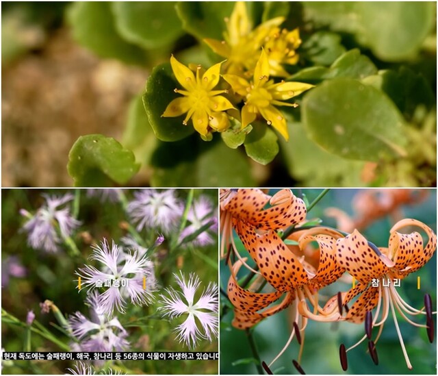 (시계방향으로) 독도 자생식물 56종 중 섬기린초, 참나리, 술패랭이. 사진 서경덕 교수, '독도 자생 식물, 독도를 지키다' 유튜브 영상 갈무리