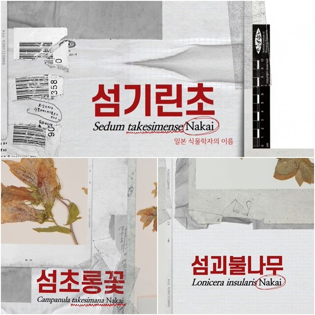 섬기린초 등 독도 자생식물 학명에 일본 식민주의 잔재가 남아있다. 사진 '독도 자생 식물, 독도를 지키다' 유튜브 영상 갈무리