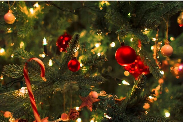 균형잡힌 삼각형 모양에 짙푸른 잎을 가진 잘생겨 '크리스마스트리'로 유명한 구상나무는 한반도가 고향이다. 사진 한국수목원정원관리원 공식블로그 갈무리.