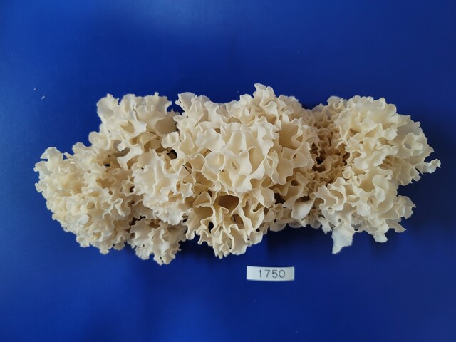 뛰어난 지방축적 억제 효과가 입증된 '썸머퀸'꽃송이버섯. 사진 산림청.