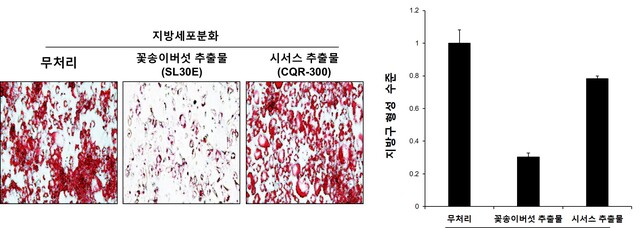 꽃송이버섯 추출물의 지방세포 분화 억제 효과. 사진 산림청.