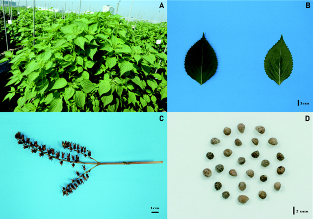 농촌진흥청 연구진은 항염증, 심혈관 건강증진 등에 효과적인 식물성 오메가-3 함량이 우수한 품종의 유전적 차이를 분석했다. (시계방향으로) 들깨 유전자원의 식물체, 들깨잎, 종자, 화방군. 사진 농촌진흥청.