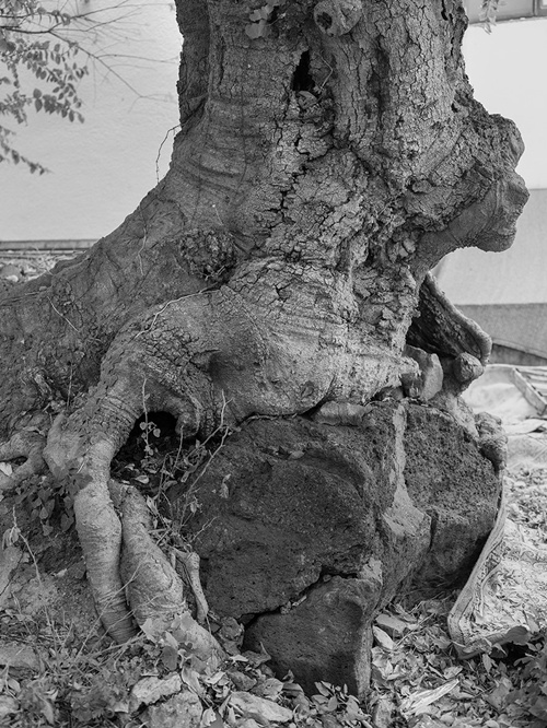 박희자, 수정, 2023, 아카이벌 피그먼트 프린트, 변형 100x130cm. 이미지 보글맨션