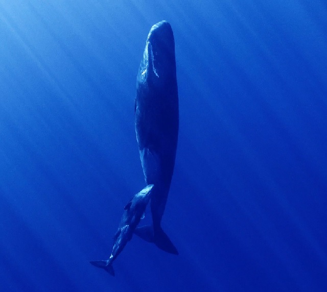 ‘고래와 나’(극장판) 장면. 이미지 과기정통부.