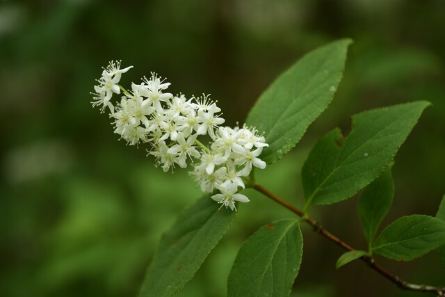 자연이 만든 냉장고 풍혈지 중 대표적인 밀양 얼음골에서 확인된 희귀특산식물 꼬리말발도리. 사진 국립수목원.