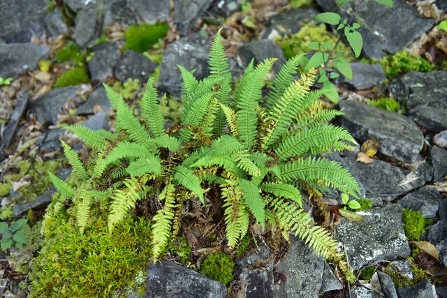 밀양 얼음골에서 확인된 북방계 식물 '주저리 고사리'. 사진 국립수목원.