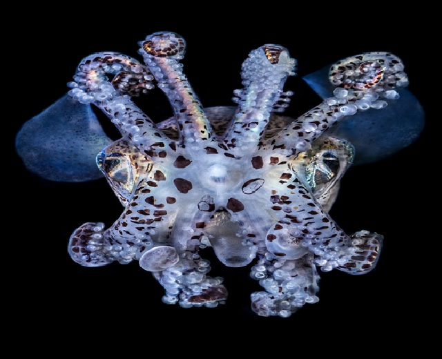 귀꼴뚜기의 자태. 이미지 호남권생물자원관.