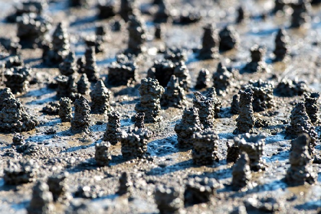 쇠스랑게는 건축술사. 이미지 호남권생물자원관.