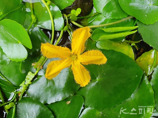 기찬종 작가의 디카시 '녹색치마'. 사진 기찬종 작가.