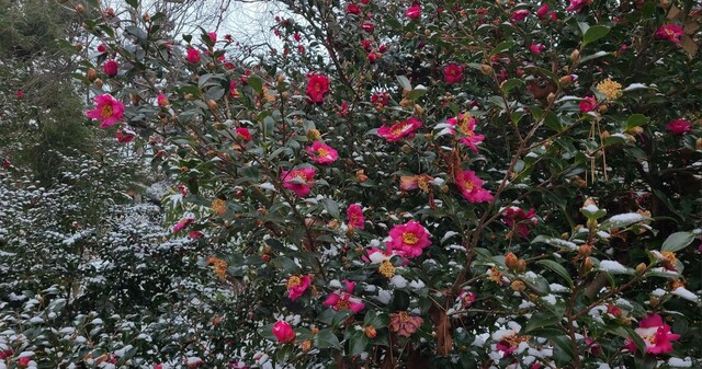 겨울철 애기동백나무. 사진 국립수목원.