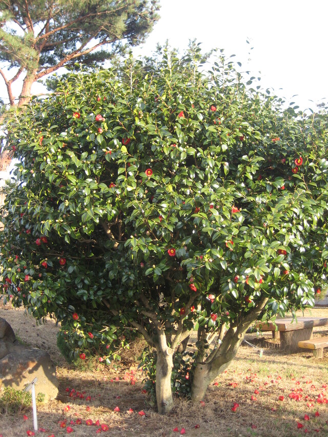 겨울에 꽃을 피워 곤충 대신 새가 수분을 돕는 동백나무는 '조매화'에 속한다. 사진 국립수목원.