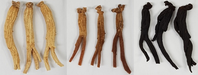 3색 인삼. 이미지 농촌진흥청.