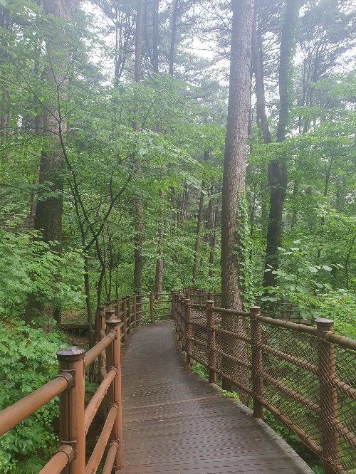 ‘가평 잣 향기 피톤치드길’. 이미지 산림청.