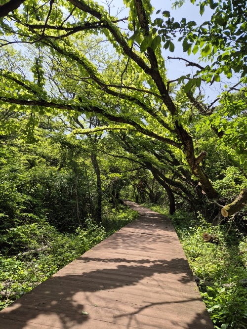‘제주 한라산둘레길 7구간길’. 이미지 산림청.