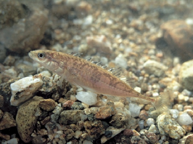 잔가시고기. 이미지 국립낙동강생물자원관.