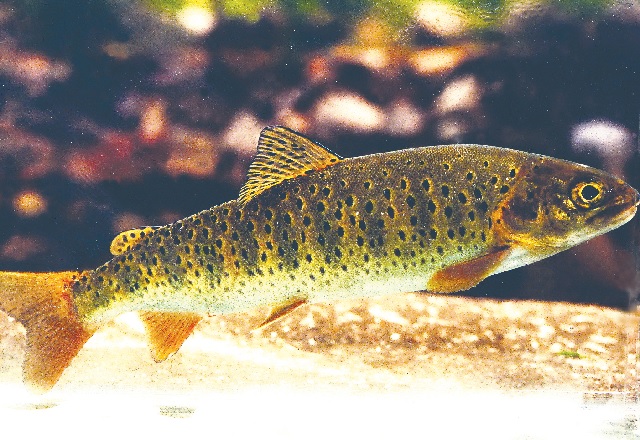 열목어. 이미지 국립낙동강생물자원관.