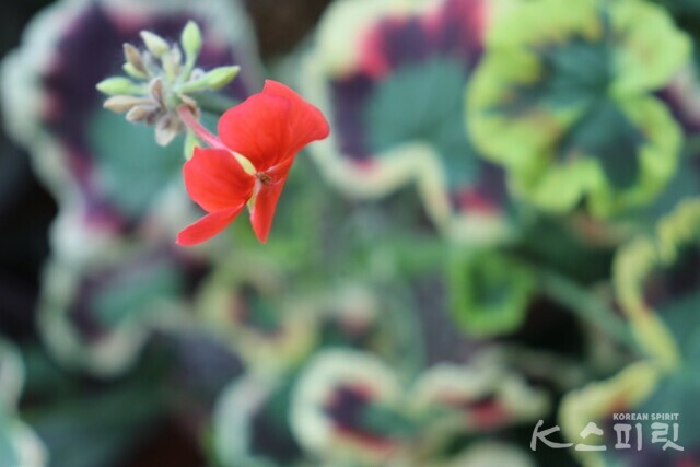 곽성숙 작가의 디카시 '처방전'. 사진 곽성숙 작가.