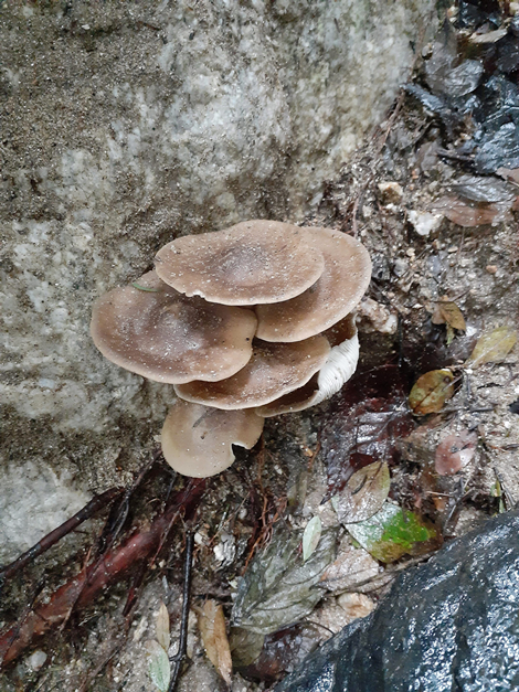 버섯. 사진 조재도