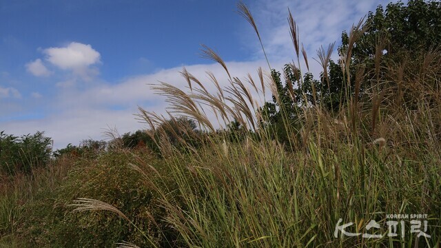 인덕산 억새너울. 사진 강나리 기자.