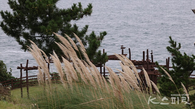 연오랑세오녀 테마공원 내 억새. 그들이 일본으로 건너갔던 바다는 파도가 너울거린다. 사진 강나리 기자.